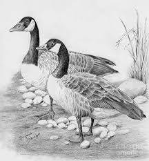 Canadian Geese By Suzanne Schaefer In 2021 Goose Drawing Canadian Goose Bird Drawings