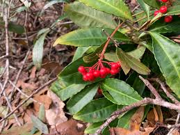 Image result for Ardisia