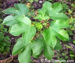 Image result for Jatropha gossypiifolia