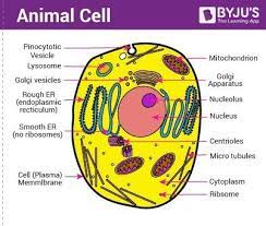 A well labelled diagram of animal cell with explanation the functions of the … Draw A Well Labeled Diagram Of Animal Cell An Mention One Function Of The Main Cell Organelles Brainly In