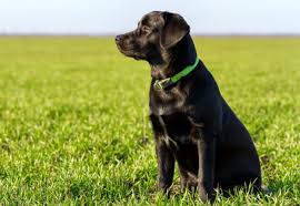 Image result for labrador retrívr