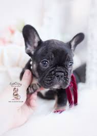 Join millions of people using oodle to find puppies for adoption, dog and puppy listings, and other pets adoption. French Bulldog Puppies For Sale By Teacups Puppies Boutique Teacup Puppies Boutique