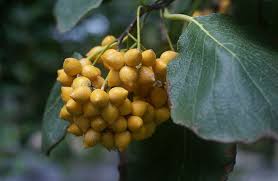 Ehretia Dicksonii Hance Fruchtstand Catania Botanischer Garten Grapes Fruit Trip