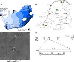 Image result for Megaloprotachne albescens
