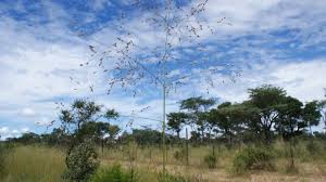 Image result for Panicum kalaharense