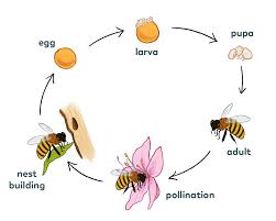 Students understand the role that bees and other pollinating animals play in helping plants grow and reproduce. Life Cycle Pollinator Quest