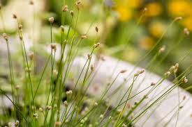 Image result for Isolepis sp.no.1