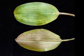 Image result for Potamogeton nodosus
