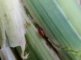 Image result for phytomyza gymnostoma