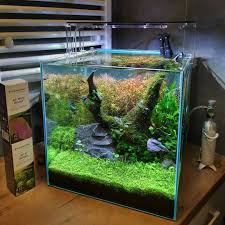 stay at home and enjoy your planted aquarium planted aquarium aquascape aquarium
