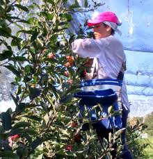 «ma chambre c'est le seul endroit où je me sens tranquille. Vielmur Sur Agout Le Tarn Part A La Recherche De Ses Saisonniers Agricoles Ladepeche Fr