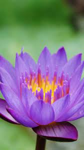 Pin On Flower