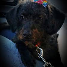 Free wifi and free parking. Petco 19 Reviews Pet Training 3800 S Tamiami Trl Sarasota Fl Phone Number