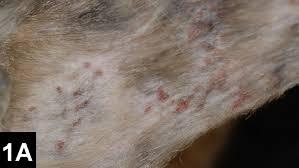 We did not find results for: Skin Disease In Cats It Isn T Always What It Seems Clinician S Brief