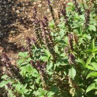 Image result for Ocimum minutiflorum