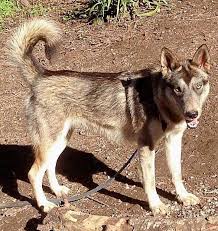 Man S Enchantment Of Exotic Wolf Breeds Often Leaves Animals At Tahoe Overwhelmed Looking To Re Home Tahoedailytribune Com
