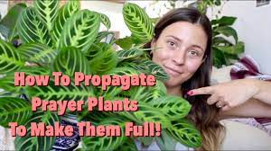 Pin On Plants