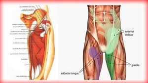 The many muscles of the hip provide movement, strength, and stability to the. Groin Rehab And Prehab For Groin Pain And Groin Pull Youtube