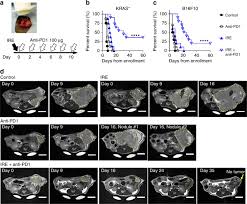 Feline pancreatic cancer is rarely treatable. Irreversible Electroporation Reverses Resistance To Immune Checkpoint Blockade In Pancreatic Cancer Nature Communications