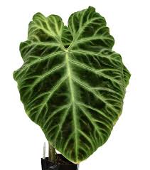 Image result for Viscum verrucosum