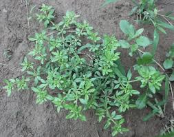 Image result for Spergula