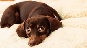 Loves to run and play and is very social with other dogs.they make excellent dogs if you have a small apartment but they also love big yards to run wild in. Chiweenie Breed Information The Dachshund Chihuahua Mix