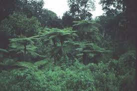 Image result for Cyathea manniana