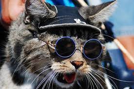 Pin By Caren Bevill On Cats Wearing Glasses Cat Wearing Glasses Cat Glasses Funny Cats
