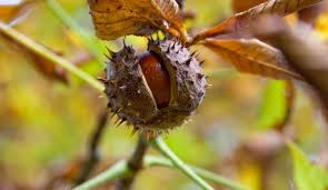 Horse chestnut is a tree. Horse Chestnut Aesculus Hippocastanum L Hippocastanaceae Dr Hauschka Cosmetics Nature S Treasures Transformed For You
