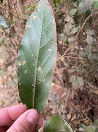 Image result for Strombosia scheffleri