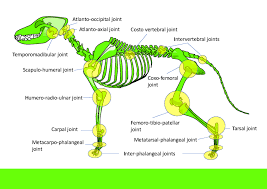 We did not find results for: Complete Guide To Dog Joint Anatomy Animal Hackers