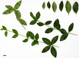 Image result for Vinca minor