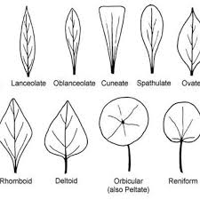 Examples Of Leaf Shapes Download Scientific Diagram