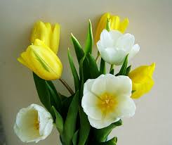 White and yellow flowers bouquet. White Yellow Flowers Tulip Bunch Of Flowers Yellow And White Flower Bouquet Nature Flower Petal Pxfuel