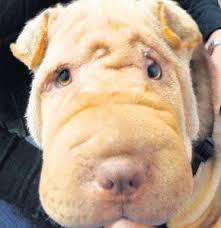 Shar Pei Molly Nin Yuz Gerdirme Ile Gozu Acildi Dunya Haberleri