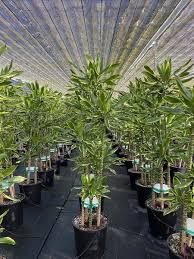 Image result for Dracaena steudneri