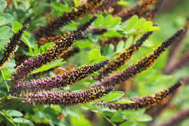 Image result for Indigofera adenoides