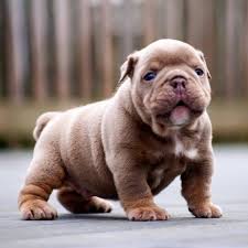 The crucial thing about exotic's training is that it should start the first moment you bring your bully home. English Bulldog Puppy Cute Baby Animals Baby Animals Cute Animals