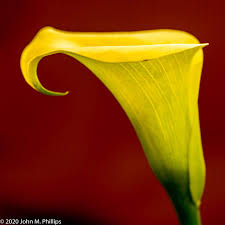 A calla lily can experience various problems. Skeptic Photo Calla Lilies