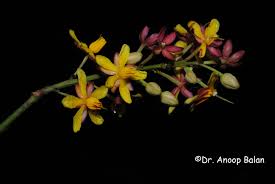 Image result for Campylospermum densiflorum