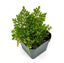 Image result for Selaginella auquieri