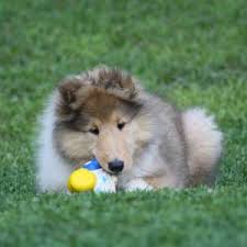 If you see what you like, contact us today to meet your new, furry visit our available puppies for sale at petland robinson located in pittsburgh, pa! Home Heatherfield Collies
