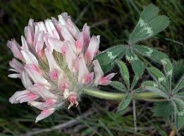 Image result for Trifolium