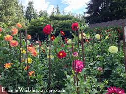 Related Image Dream Garden Planting Flowers Growing Dahlias