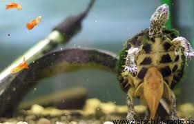 Der wels hatte auch keine überlebenschance mehr: Fische Als Mitbewohner Fur Wasserschildkroten