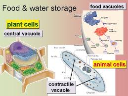 The rigid exterior around the cells is necessary to allow the plants to grow however, plant cells also have features that animal cells do not have: Tour Of The Cell 2 Ch 6 Cells