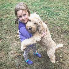 It was developed from labradors, poodles, english and american cocker spaniels, curly coated this helps ensure they're the right fit before you bring them home. Australian Labradoodles
