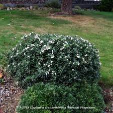 This is group of easy daphnes! Daphne X Transatlantica Eternal Fragrance