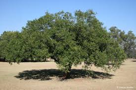 Image result for Schotia brachypetala