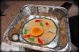Check spelling or type a new query. Tracy Weinzapfel Studios Edible Cell Edible Cell Project Edible Animal Cell